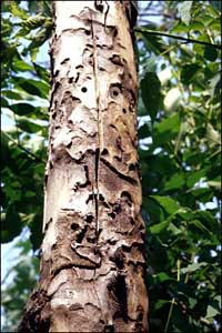 Tree killed by an Asian Longhorned Beetle