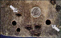 Exit Holes caused by the Asian Longhorned Beetle