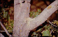 Sawdust caused by the Asian Longhorned Beetle